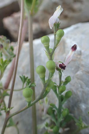 Fumaria capreolata \ Rankender Erdrauch / White Ramping Fumitory, Chios Vessa 1.4.2016