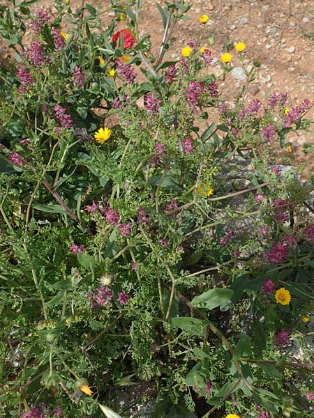 Fumaria densiflora \ Dichtbltiger Erdrauch / Dense-Flowered Fumitory, Chios Olimbi 1.4.2016