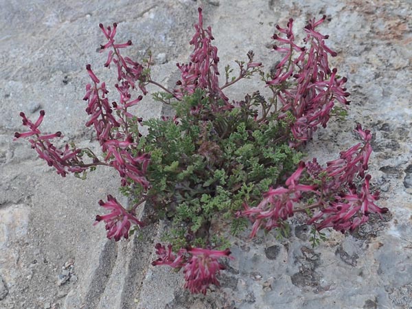 Fumaria densiflora \ Dichtbltiger Erdrauch / Dense-Flowered Fumitory, Chios Vessa 1.4.2016