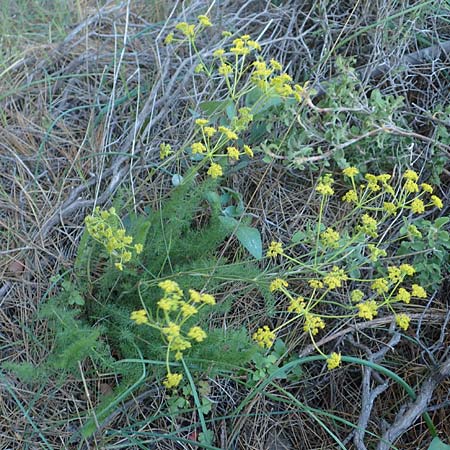 Ferulago humilis \ Niedrige Birkwurz / Low Fennel, Chios Viki 31.3.2016