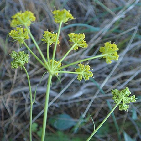 Ferulago humilis \ Niedrige Birkwurz / Low Fennel, Chios Viki 31.3.2016