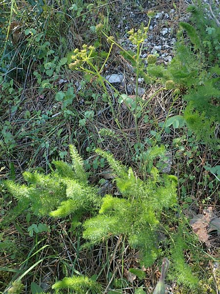 Ferulago humilis \ Niedrige Birkwurz / Low Fennel, Chios Viki 30.3.2016