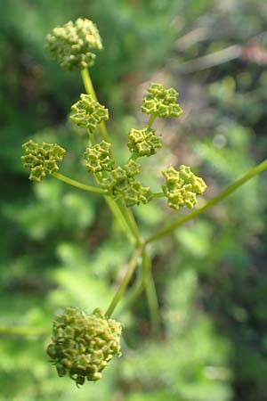 Ferulago humilis \ Niedrige Birkwurz / Low Fennel, Chios Viki 30.3.2016