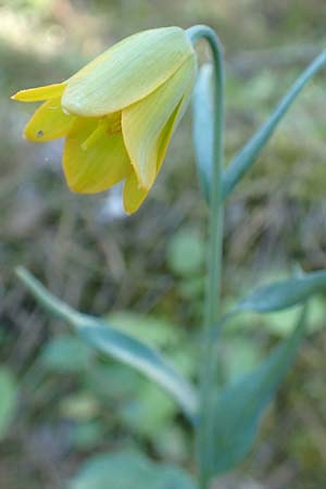 Fritillaria pelinaea \ Pelinaion-Schachblume / Pelinaion Fritillary, Chios Viki 30.3.2016