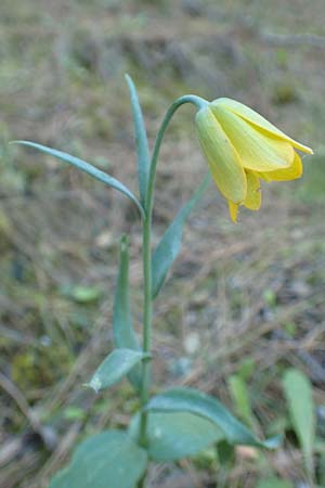 Fritillaria pelinaea \ Pelinaion-Schachblume / Pelinaion Fritillary, Chios Viki 30.3.2016