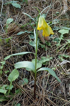 Fritillaria pelinaea \ Pelinaion-Schachblume / Pelinaion Fritillary, Chios Viki 30.3.2016