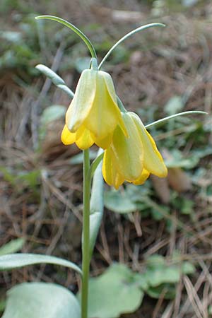 Fritillaria pelinaea \ Pelinaion-Schachblume / Pelinaion Fritillary, Chios Viki 30.3.2016