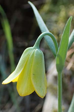 Fritillaria pelinaea \ Pelinaion-Schachblume / Pelinaion Fritillary, Chios Viki 30.3.2016