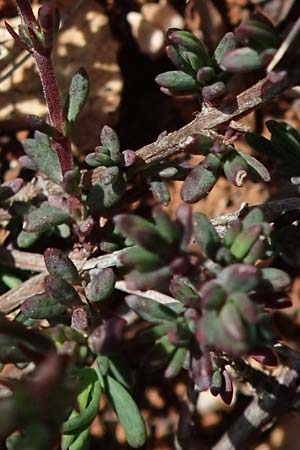 Fumana thymifolia \ Thymianbl&auml;ttriges Nadelr�schen / Thyme-Leaved Sun-Rose, Chios Olimbi, Agios Dynami 1.4.2016