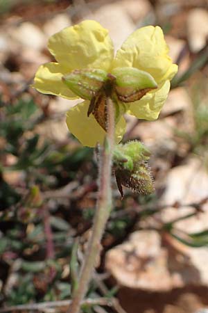 Fumana thymifolia \ Thymianbl&auml;ttriges Nadelr�schen / Thyme-Leaved Sun-Rose, Chios Olimbi, Agios Dynami 1.4.2016