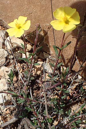 Fumana thymifolia \ Thymianbl&auml;ttriges Nadelr�schen / Thyme-Leaved Sun-Rose, Chios Olimbi, Agios Dynami 1.4.2016