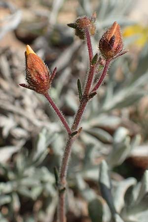 Fumana thymifolia \ Thymianbl&auml;ttriges Nadelr�schen / Thyme-Leaved Sun-Rose, Chios Olimbi, Agios Dynami 1.4.2016
