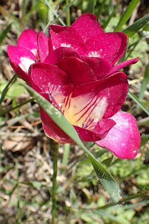 Freesia corymbosa ? \ Freesie / Freesia, Chios Chios 28.3.2016
