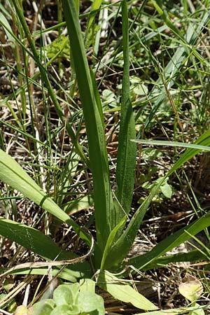 Freesia corymbosa ? \ Freesie / Freesia, Chios Chios 28.3.2016
