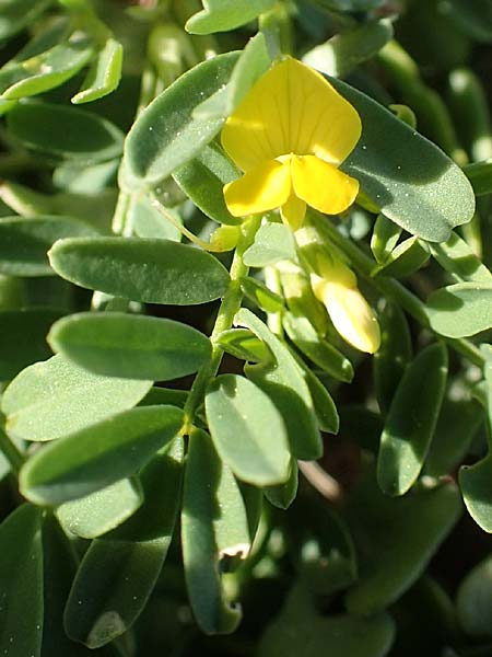 Hippocrepis unisiliquosa \ Einh�lsiger Hufeisenklee, Chios Anavatos 28.3.2016