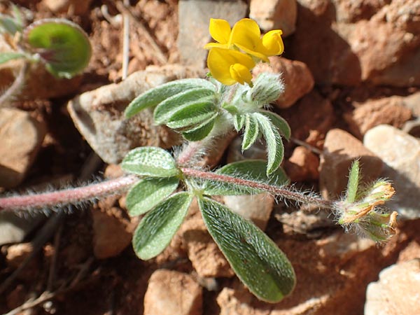 Hymenocarpos circinnatus \ Pfennig-Klee / Disk Trefoil, Chios Olimbi, Agios Dynami 1.4.2016