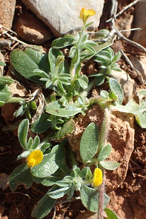 Hymenocarpos circinnatus \ Pfennig-Klee / Disk Trefoil, Chios Olimbi, Agios Dynami 1.4.2016
