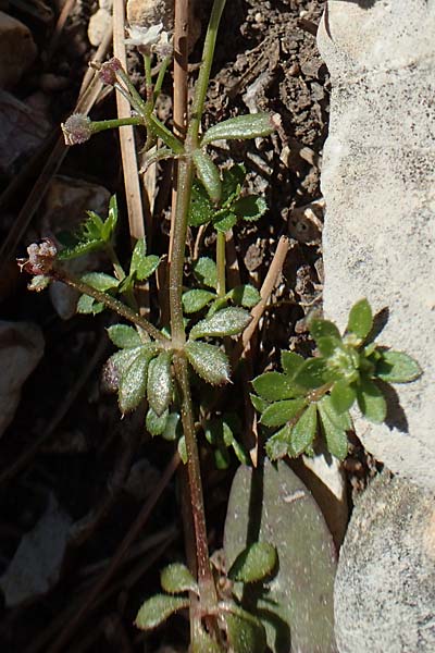 Galium brevifolium \ Kurzbl&auml;ttriges Labkraut / Short-Leaved Bedstraw, Chios Moni Agiou Markou 28.3.2016