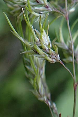 Poa bulbosa \ Knolliges Rispengras / Bulbous Meadow Grass, Chios Anavatos 28.3.2016
