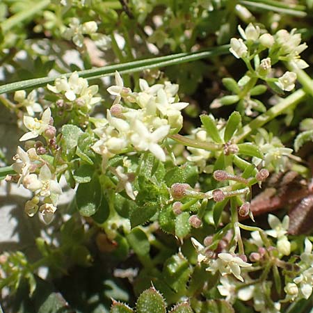 Galium brevifolium \ Kurzbl&auml;ttriges Labkraut / Short-Leaved Bedstraw, Chios Viki 31.3.2016
