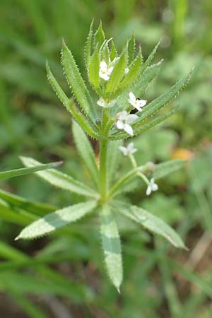 Galium aparine \ Kletten-Labkraut, Klebkraut / Cleavers, Sticky Willy, Chios Vavili 28.3.2016