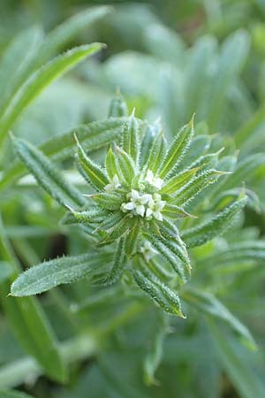 Galium aparine \ Kletten-Labkraut, Klebkraut / Cleavers, Sticky Willy, Chios Kampos 29.3.2016