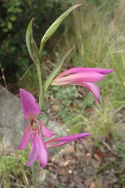 Gladiolus anatolicus \ T&uuml;rkische Gladiole / Anatolian Gladiolus, Chios Mesta 2.4.2016