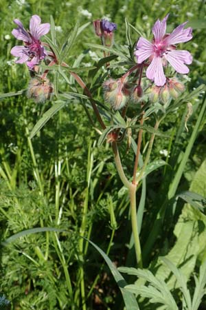 Geranium tuberosum \ Knolliger Storchschnabel / Bulbous Crane's-Bill, Chios Chalkio 28.3.2016