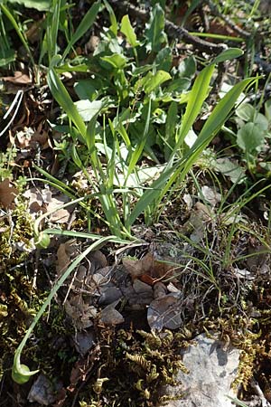Galanthus elwesii \ Trkisches Schneeglckchen, Groes Schneeglckchen / Giant Snowdrop, Chios Viki 31.3.2016