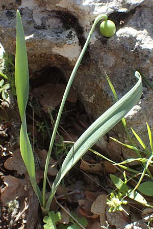 Galanthus elwesii \ Trkisches Schneeglckchen, Groes Schneeglckchen / Giant Snowdrop, Chios Viki 31.3.2016