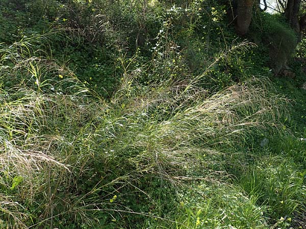 Oloptum miliaceum \ Gewhnlicher Grannenreis / Rice Grass, Smilo Grass, Chios Vavili 28.3.2016