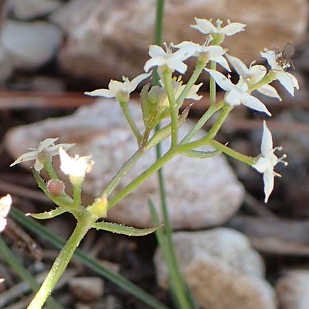 Galium brevifolium \ Kurzbl&auml;ttriges Labkraut / Short-Leaved Bedstraw, Chios Moni Agiou Markou 28.3.2016