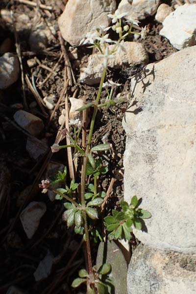 Galium brevifolium \ Kurzbl&auml;ttriges Labkraut / Short-Leaved Bedstraw, Chios Moni Agiou Markou 28.3.2016