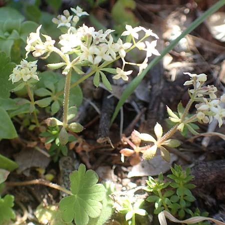 Galium brevifolium \ Kurzbl&auml;ttriges Labkraut / Short-Leaved Bedstraw, Chios Viki 31.3.2016
