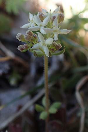 Galium brevifolium \ Kurzbl&auml;ttriges Labkraut / Short-Leaved Bedstraw, Chios Viki 31.3.2016