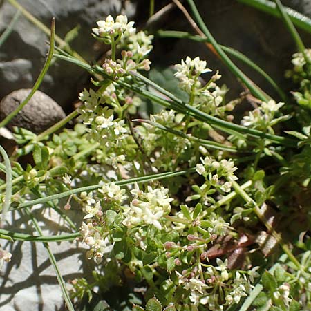 Galium brevifolium \ Kurzbl&auml;ttriges Labkraut / Short-Leaved Bedstraw, Chios Viki 31.3.2016