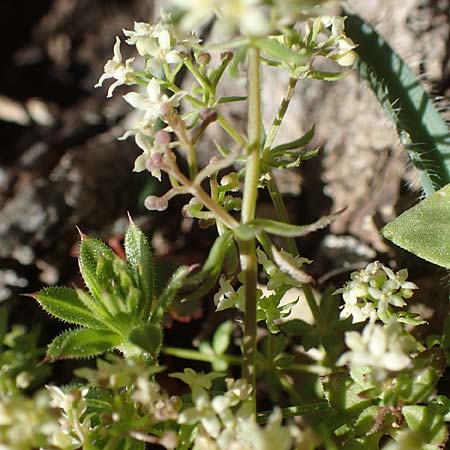 Galium brevifolium \ Kurzbl&auml;ttriges Labkraut / Short-Leaved Bedstraw, Chios Viki 31.3.2016