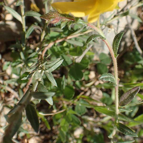 Fumana arabica \ Zwerg-Nadelrschen / Mediterranean Sun-Rose, Chios Kato Fana 29.3.2016