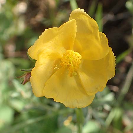 Fumana arabica \ Zwerg-Nadelrschen / Mediterranean Sun-Rose, Chios Kato Fana 29.3.2016