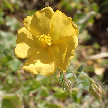 Fumana arabica \ Zwerg-Nadelrschen / Mediterranean Sun-Rose, Chios Kato Fana 29.3.2016