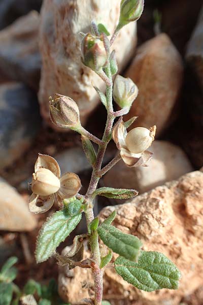 Helianthemum salicifolium \ Weidenbl&auml;ttriges Sonnenr�schen / Willowleaf Rock-Rose, Chios Olimbi, Agios Dynami 1.4.2016