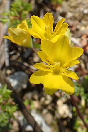 Hypecoum imberbe \ Bartlose Lappenblume / Beardless Hypecoum, Chios Pirgi 29.3.2016