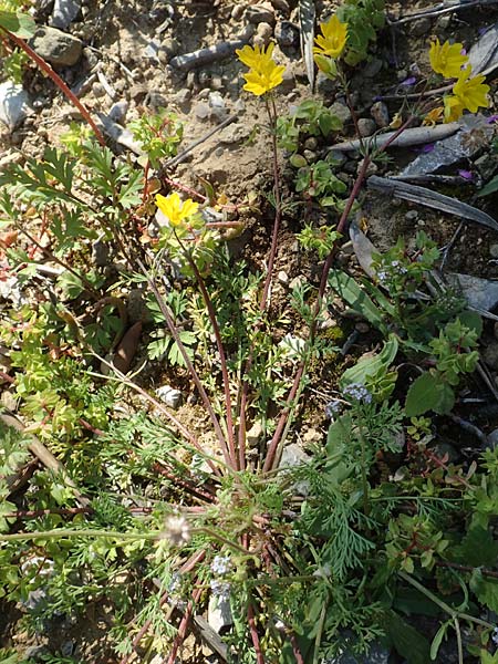 Hypecoum imberbe \ Bartlose Lappenblume / Beardless Hypecoum, Chios Pirgi 29.3.2016