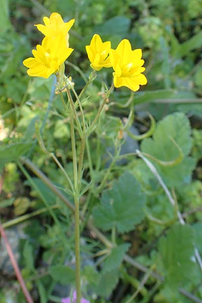 Hypecoum imberbe \ Bartlose Lappenblume / Beardless Hypecoum, Chios Pirgi 29.3.2016