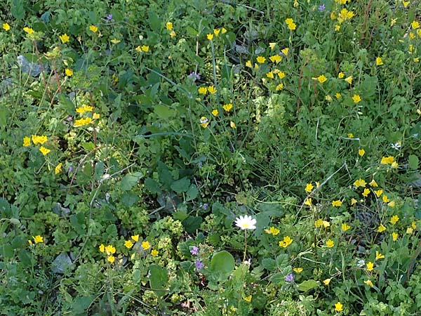 Hypecoum imberbe \ Bartlose Lappenblume / Beardless Hypecoum, Chios Pirgi 29.3.2016