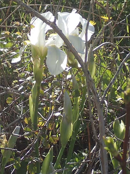 Iris albicans \ Wei�e Fahnen-Iris, Wei�e Schwertlilie / White Cemetery Iris, Chios Viki 30.3.2016