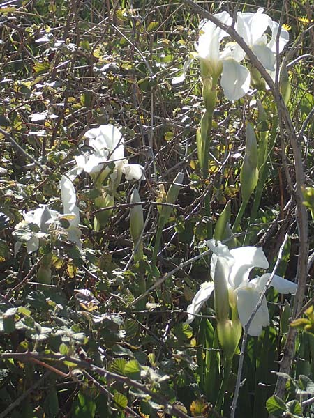Iris albicans \ Wei�e Fahnen-Iris, Wei�e Schwertlilie / White Cemetery Iris, Chios Viki 30.3.2016