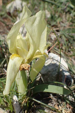 Iris suaveolens \ Vielfarben-Zwerg-Schwertlilie / Turkish Dwarf Iris, Chios Katavasi 30.3.2016