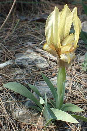 Iris suaveolens \ Vielfarben-Zwerg-Schwertlilie / Turkish Dwarf Iris, Chios Katavasi 30.3.2016
