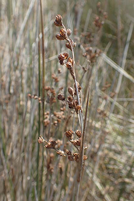Juncus gerardii \ Bodden-Binse, Salz-Binse / Saltmeadow Rush, Chios Kato Fana 29.3.2016